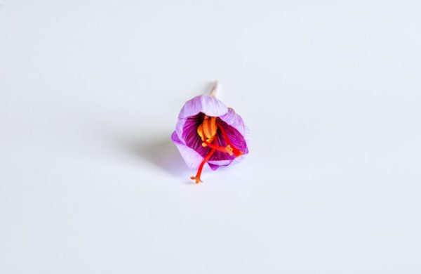 fresh-saffron-flower-white-background_347372-957